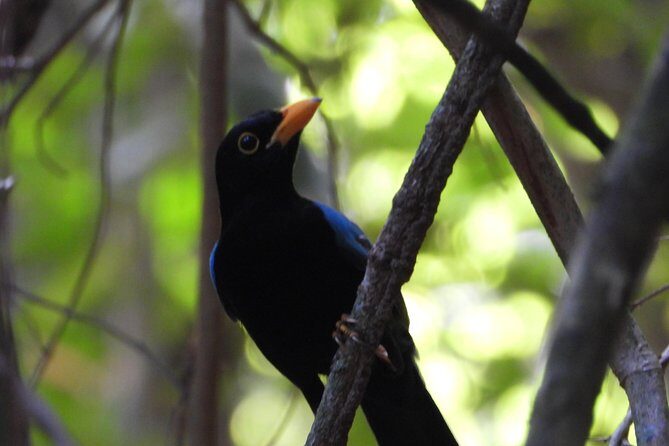 Birds of the Mayan World 1 - Downsides to Consider