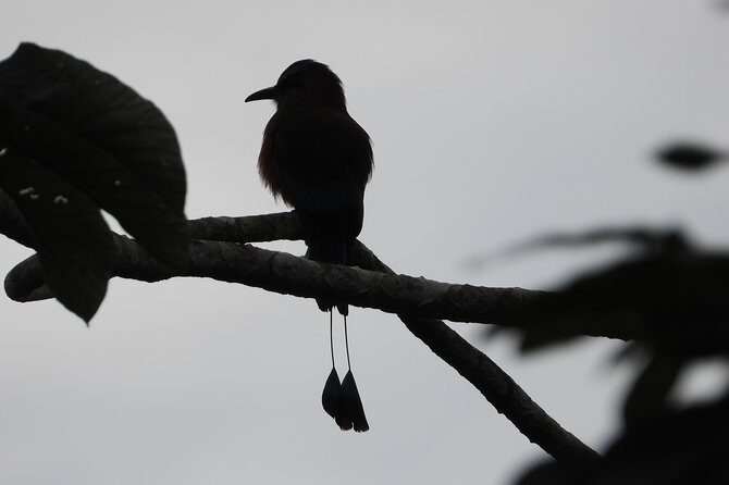 Birds of the Mayan World 2 / Route of the cenotes - What to Expect on the Tour