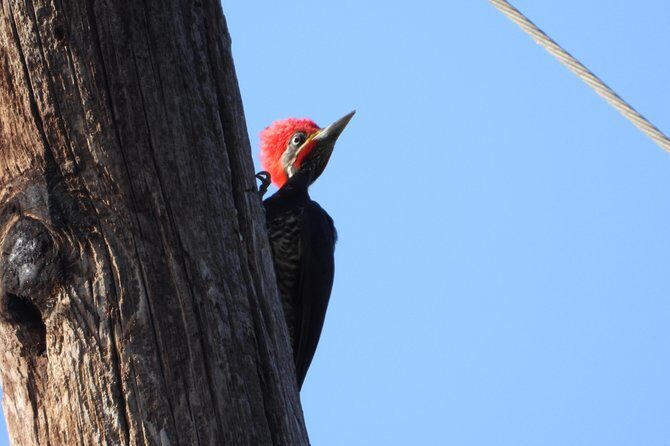 Birds of the Mayan World 2 / Route of the cenotes - Practical Considerations