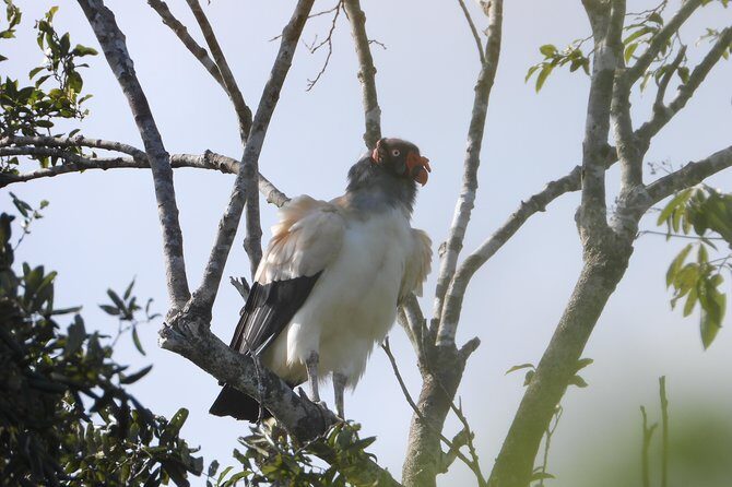 Birds of the Mayan World 2 / Route of the cenotes - Final Thoughts