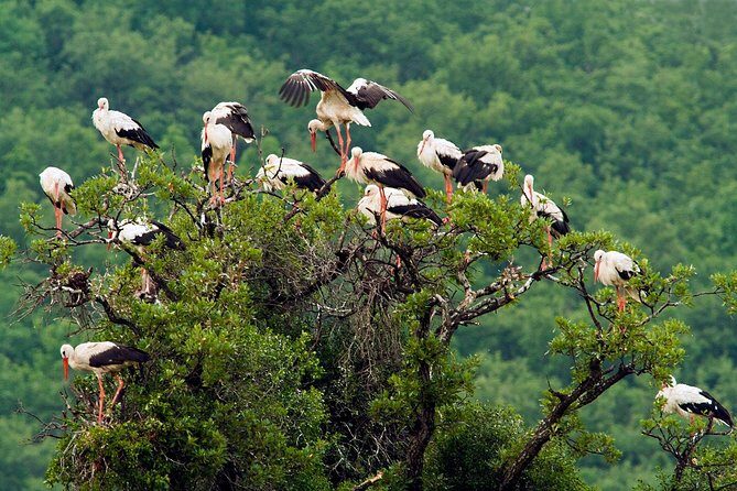 Birdwatching and cultural heritage tour from Varna - The Birdwatching Element