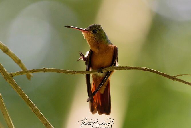 Birdwatching at The Mayan Cities with certified guide - Exploring the Tour in Detail