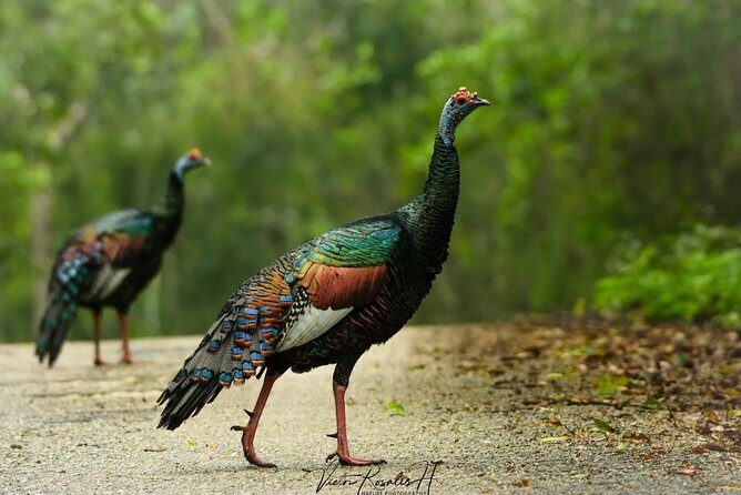 Birdwatching at The Mayan Cities with certified guide - What Do Travelers Say?