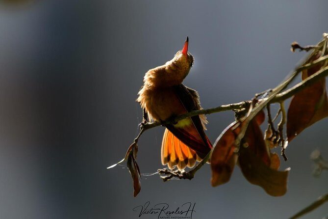 Birdwatching at The Mayan Cities with certified guide - Practical Details and Tips