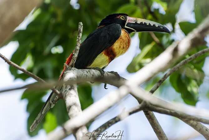 Birdwatching at The Mayan Cities with certified guide - Final Thoughts: Who Is This Tour Best For?