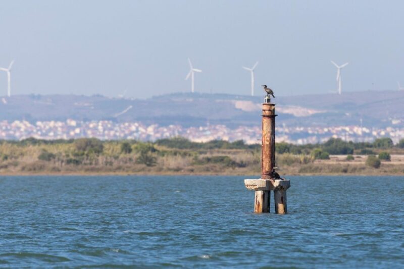 Birdwatching Boat Tour in the Tagus Estuary - Key Points