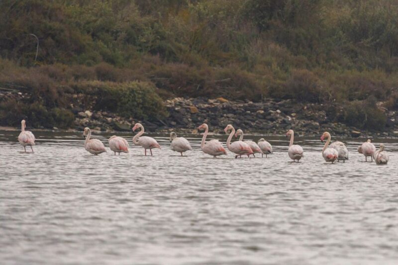 Birdwatching Boat Tour in the Tagus Estuary - What Makes This Tour Stand Out
