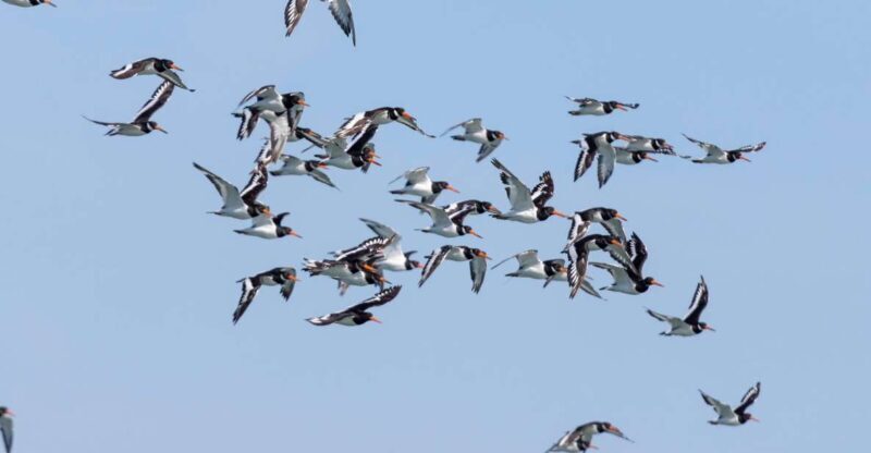 Birdwatching Boat Tour in the Tagus Estuary - What the Reviews Say