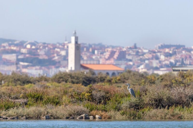 Birdwatching Boat Tour in the Tagus Estuary - Price and Value