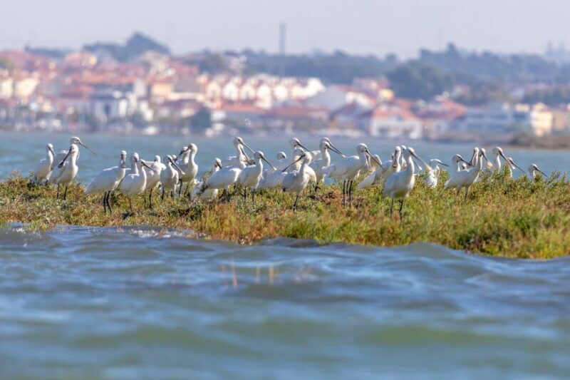 Birdwatching Boat Tour in the Tagus Estuary - FAQs