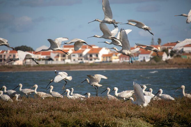 Birdwatching Boat Tour so close to Lisbon - Key Points