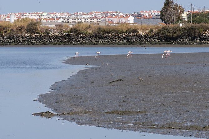 Birdwatching Boat Tour so close to Lisbon - Exploring the Itinerary