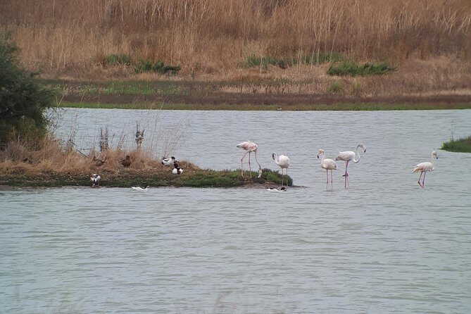 Birdwatching Boat Tour so close to Lisbon - What’s the Value Like?