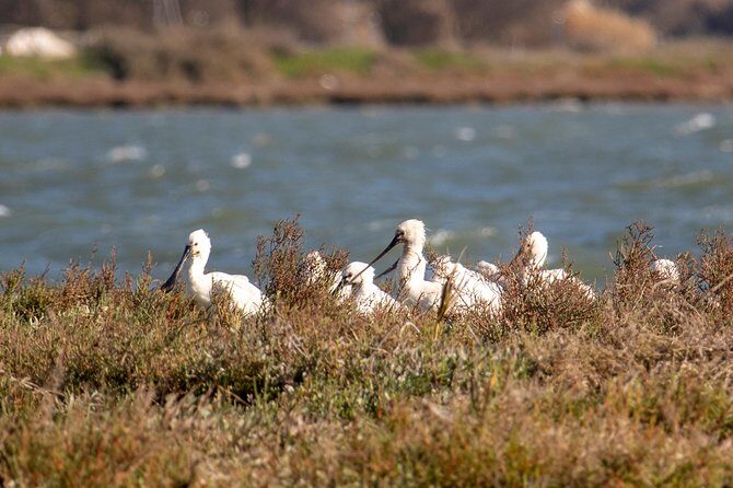 Birdwatching Boat Tour so close to Lisbon - Safety and Practical Tips