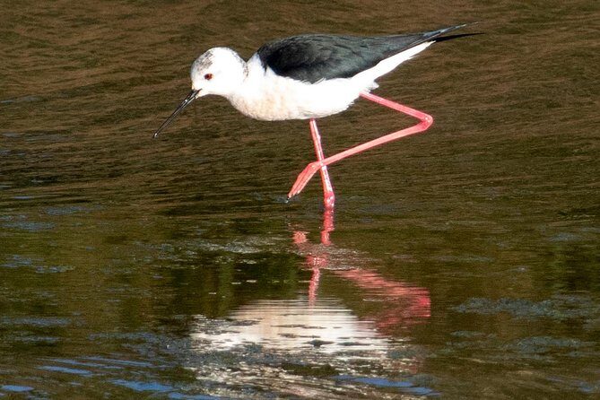 Birdwatching Boat Tour so close to Lisbon - FAQ