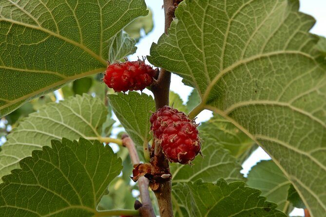 Birdwatching Boccadoro: the wildlife of the wetland - FAQ
