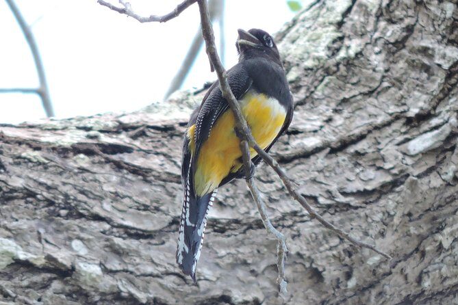 Birdwatching Cancun - Final Thoughts: Is It Worth It?