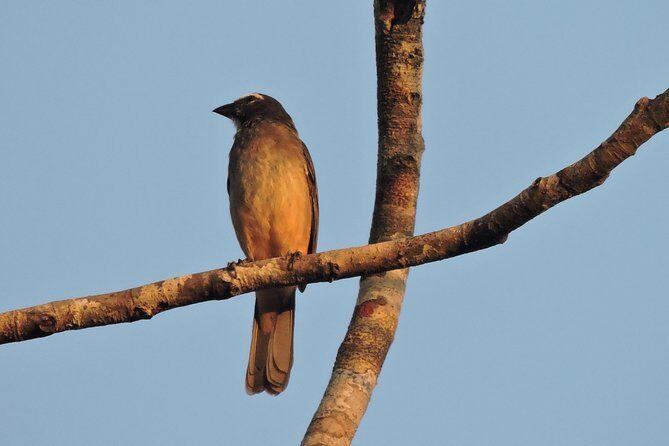 Birdwatching Cancun - FAQ