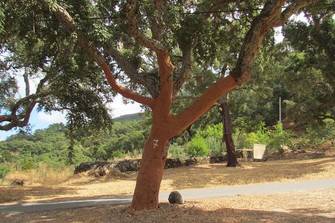 Birdwatching day in the Monchique hills - Starting Point and Early Morning Vibes