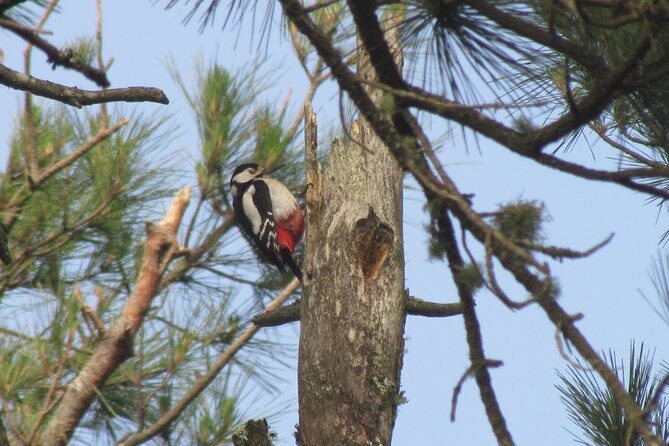 Birdwatching day in the Monchique hills - Bird Species and Sightings