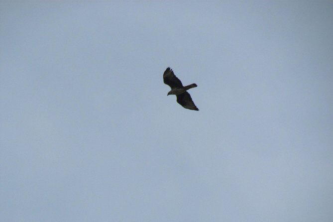 Birdwatching day in the Monchique hills - Pricing and Value