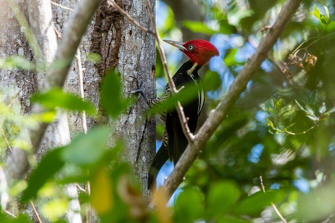 Birdwatching in Coba from Tulum - Shared Group Tour - Exploring the Itinerary: What You Can Expect