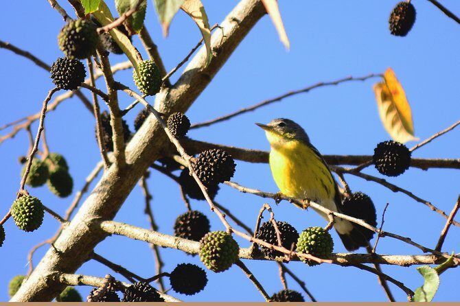 Birdwatching in Coba from Tulum - Shared Group Tour - Final Thoughts