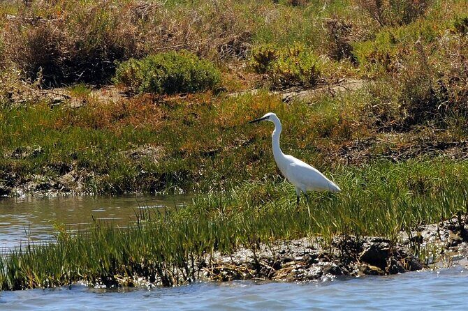 Birdwatching in Ria Formosa - Eco Boat Tour from Faro - An Honest Look at the Experience
