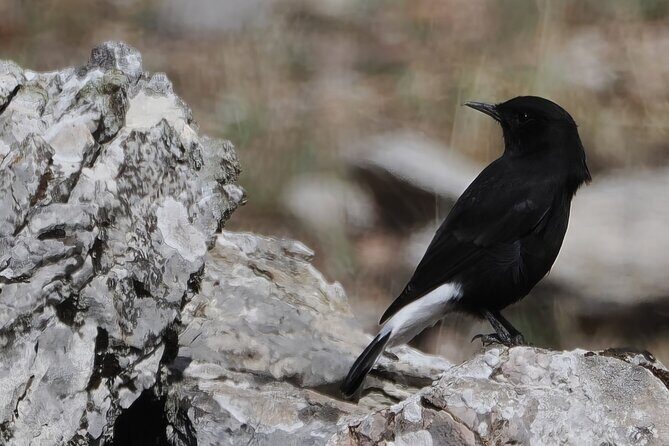 Birdwatching in Ronda and Grazalema - Exploring the Birdwatching in Ronda and Grazalema Tour