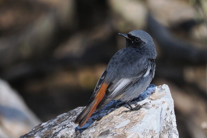 Birdwatching in Ronda and Grazalema - What You Can Expect from This Tour