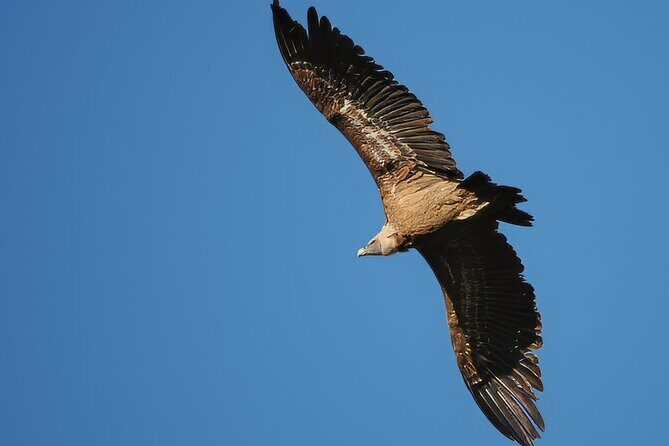 Birdwatching in Ronda and Grazalema - Authentic Feedback from Past Travelers