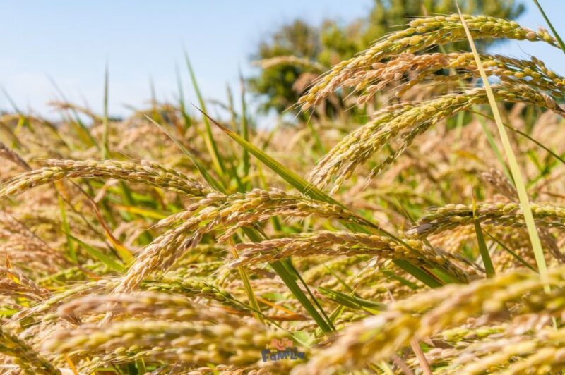 Birdwatching in the Ebro Delta - What to Expect from the Birdwatching Tour in Ebro Delta