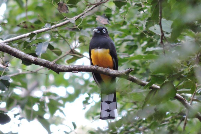 Birdwatching Playa del Carmen - Final Thoughts