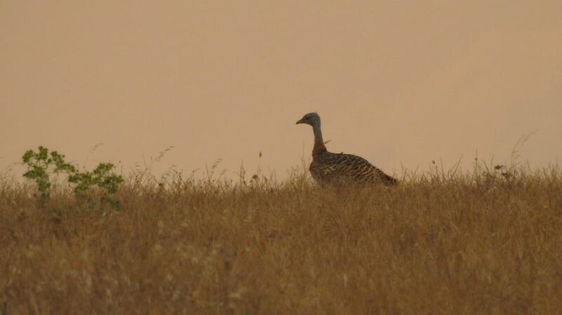Birdwatching tour in Mértola and Castro Verde region - Key Points