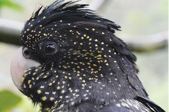 Birdworld Kuranda Entry Ticket - Final Thoughts: Who Is Birdworld Kuranda Best For?