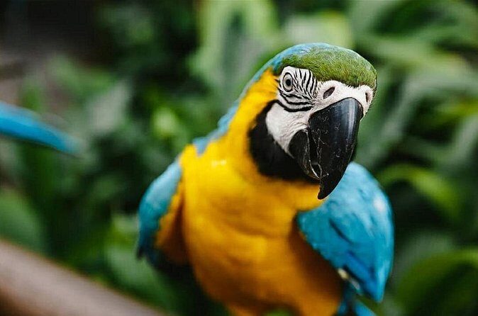 Birdworld Kuranda Entry Ticket - Frequently Asked Questions