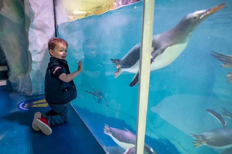 Birmingham: National Sea Life Centre Entrance Ticket - Real Thoughts from Visitors