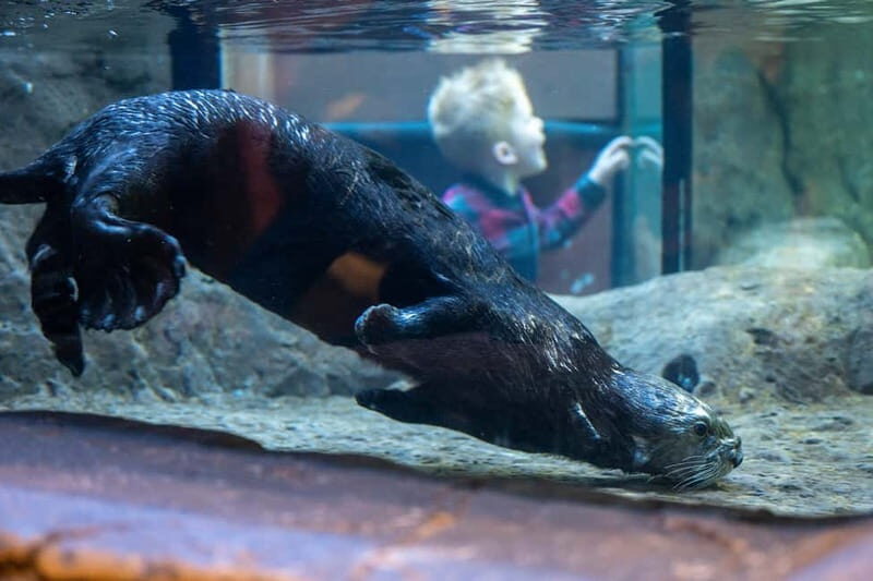 Birmingham: National Sea Life Centre Entrance Ticket - Who Should Consider This Tour?