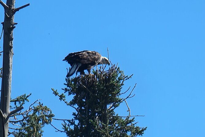Bison Highway Road Tour - An Honest Look at the Bison Highway Road Tour