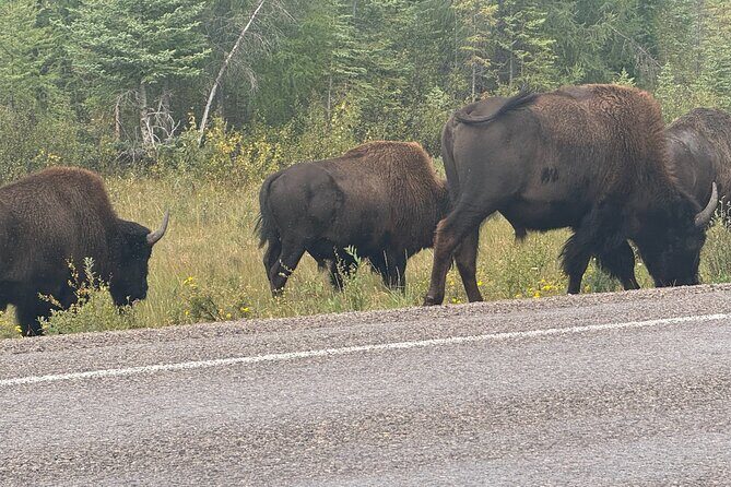 Bison Highway Wildlife Tour - Exploring the Bison Highway Wildlife Tour: An Honest Look