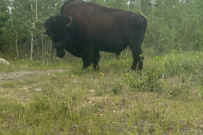 Bison Highway Wildlife Tour - Key Points