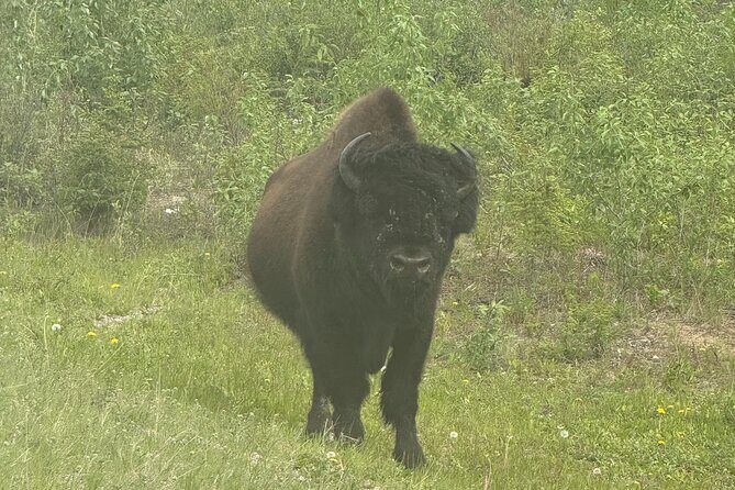 Bison Highway Wildlife Tour - Final Thoughts