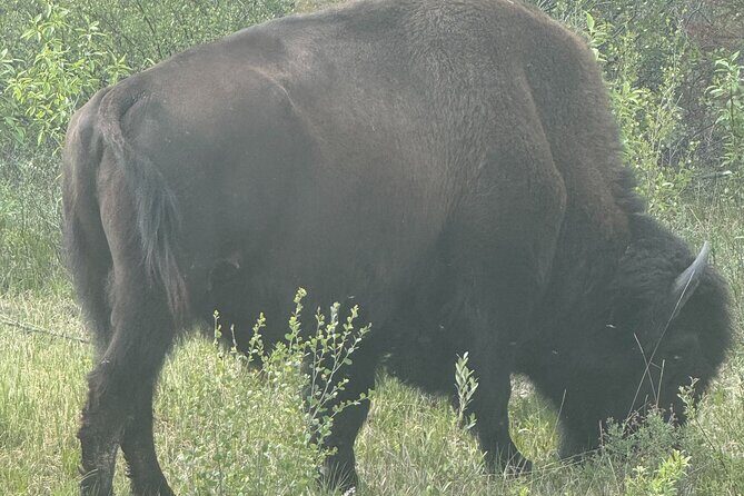 Bison Highway Wildlife Tour - FAQs