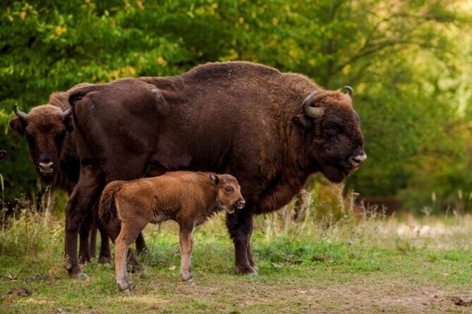 Bison Sanctuary, Vlad the Impaler Princely Court & Dracula Grave - Practical Details and What to Expect