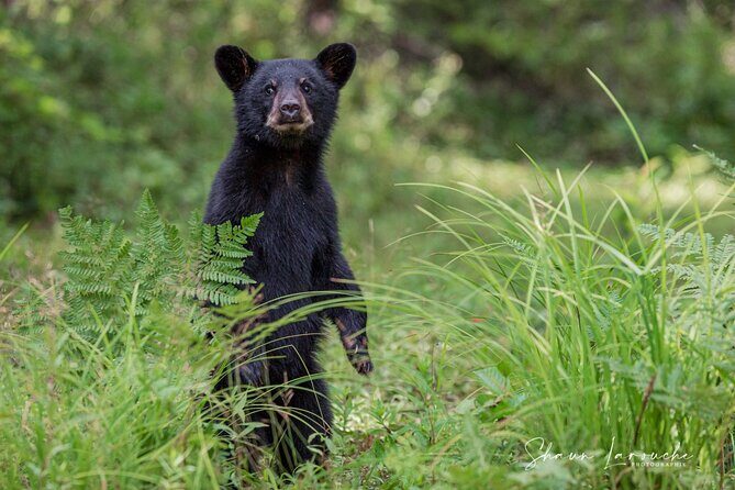 Black Bear viewing and walking at oudoor ctr's Canyon - Exploring the Tour in Depth