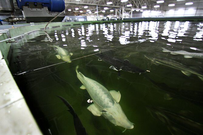 Black Caviar and Sparkling Wine Tour - What to Expect from the Tour