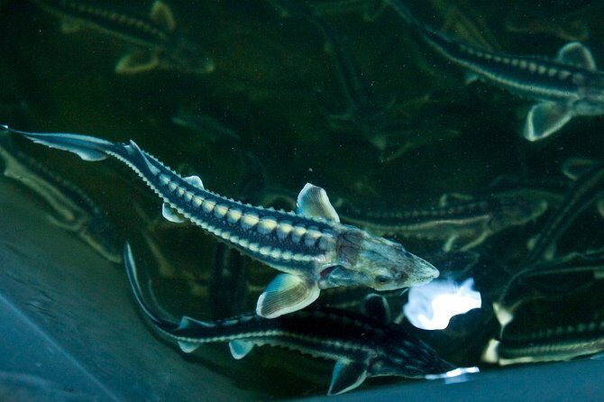 Black Caviar and Sparkling Wine Tour - Insights from Real Travelers