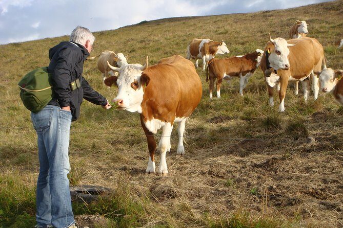 Black Forest Tour by car - start Offenburg or Freiburg - FAQ