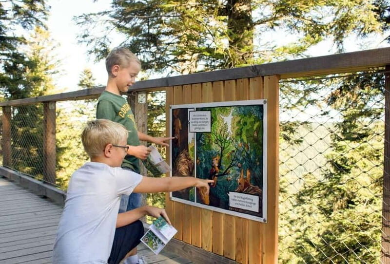 Black Forest: Treetop Walk & Lookout Tower Experience - The Experience in Detail