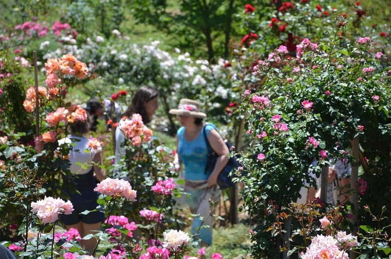 Black Sea: Magnetic Beach and Batumi Botanical Garden Tour - Key Points